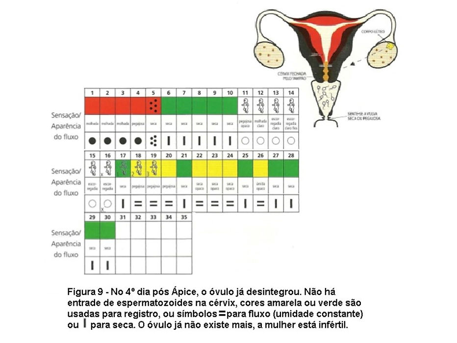 Figura 9 - Gráfico do ciclo ovulatório