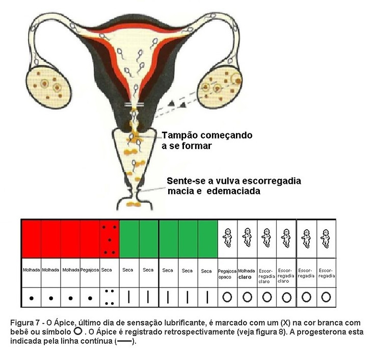 Figura 7 - Alta fertilidade e ápice