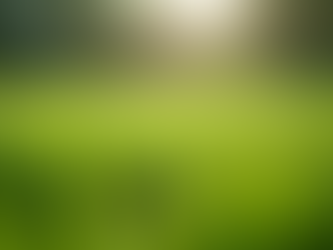 Seasonal Lawn Care: Tips for a Lush Green Yard