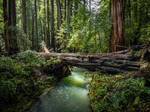 עצי רדווד עצומים וגבוהים ביער עבות בצפון קליפורניה, קרני אור שמש חודרות דרך הערפל והצמחייה הירוקה, מסלול הליכה צר עובר בין הגזעים האדירים.