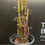 Miniatura: Euphorbia trigona rubra vaso 28 - (Consegna solo su Roma)