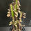 Miniatura: Euphorbia trigona rubra vaso 28 - (Consegna solo su Roma)