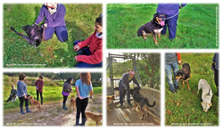 Cãominhada (24.01.2016)