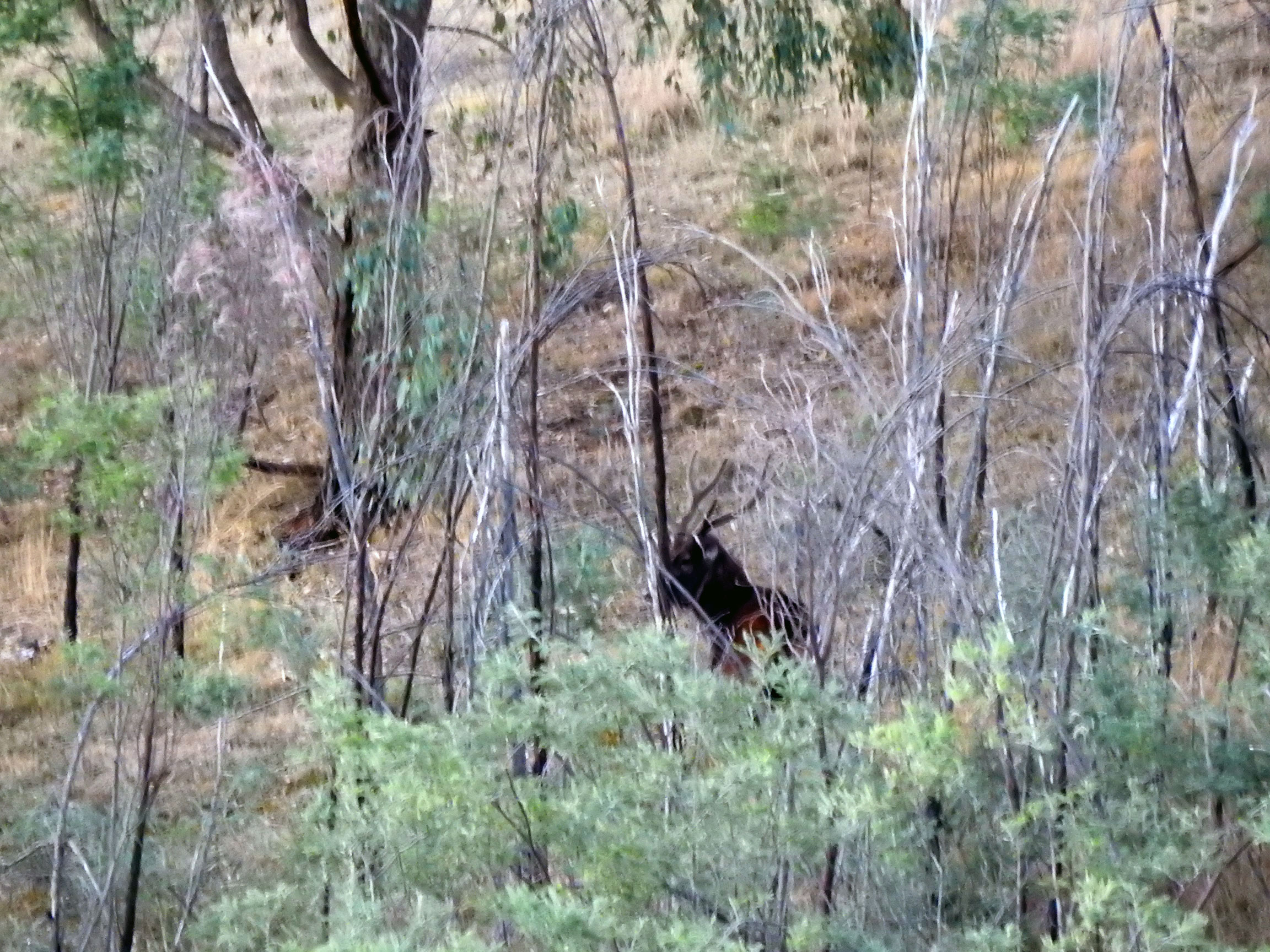 Very Nice Stag