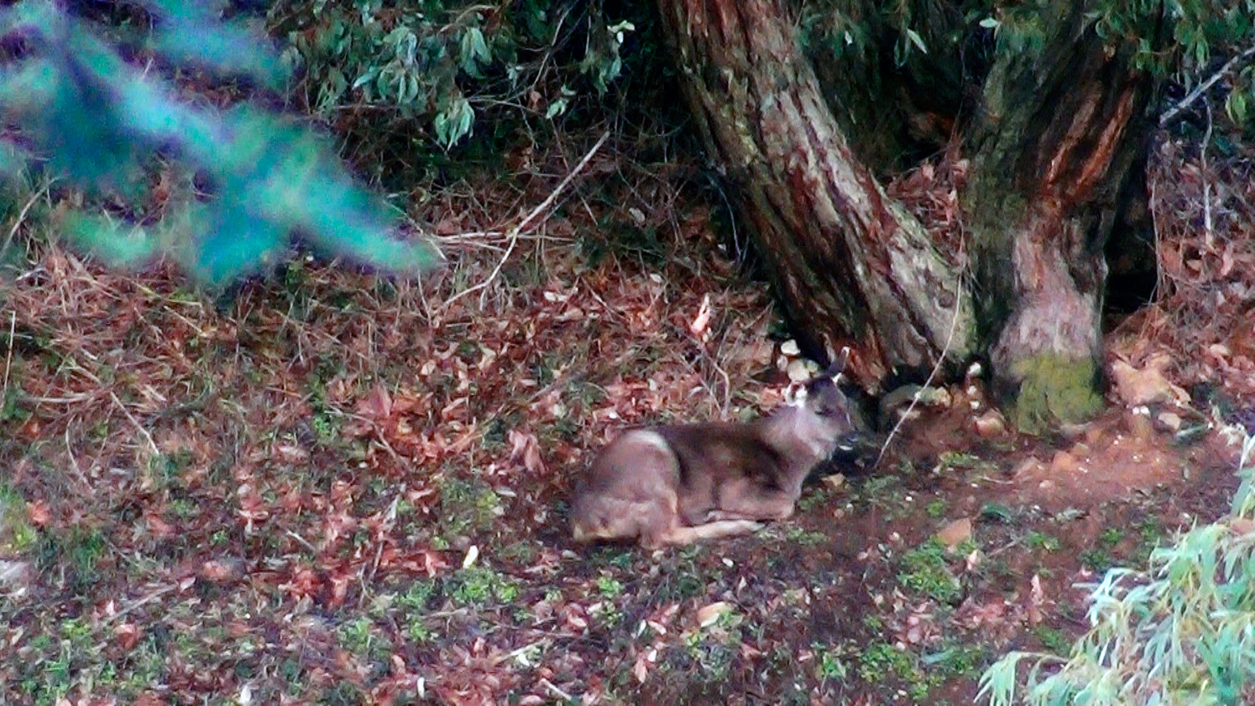 A young sambar deer sleeping