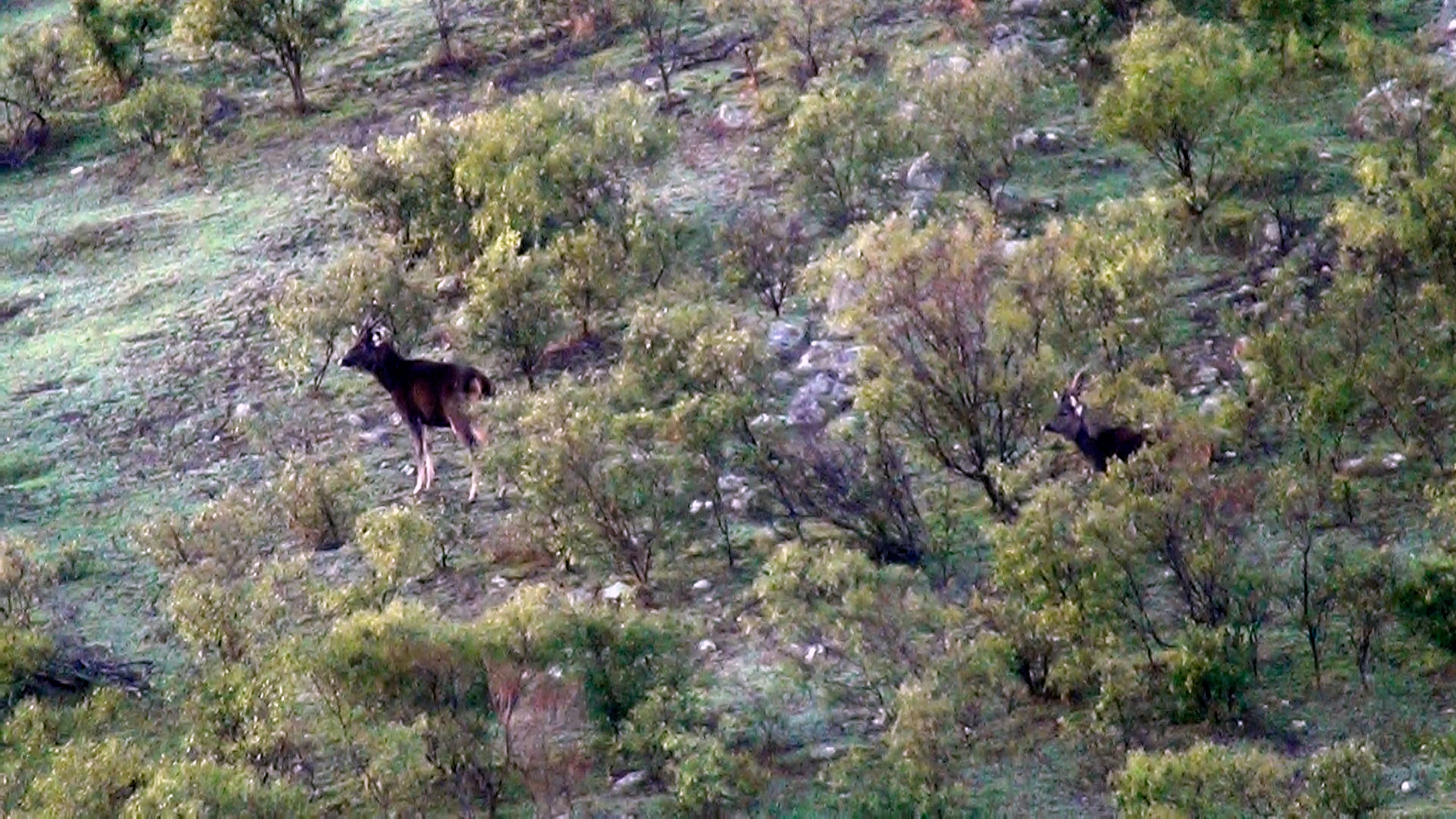 Two sambar stags