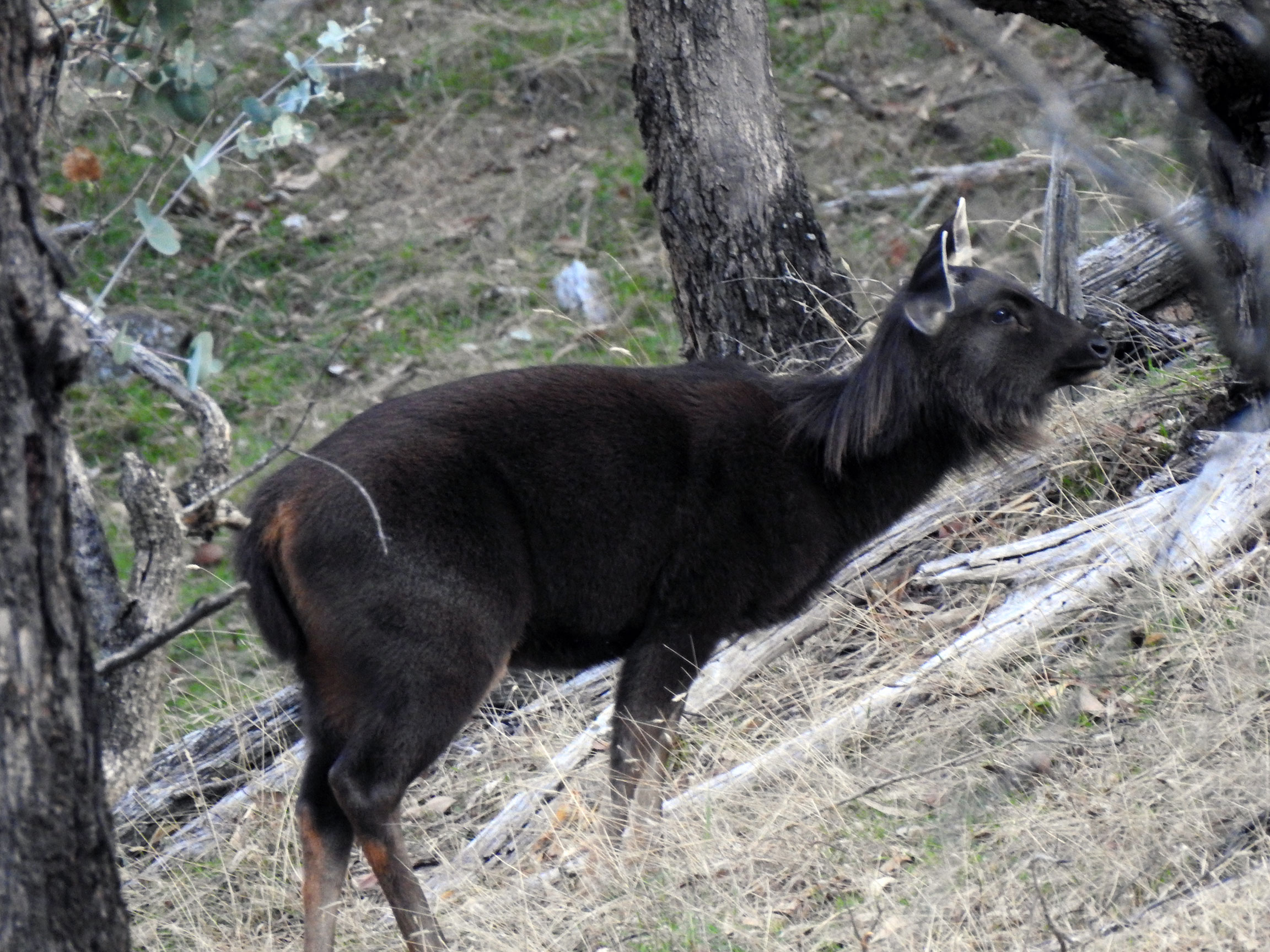 Sambar Hind