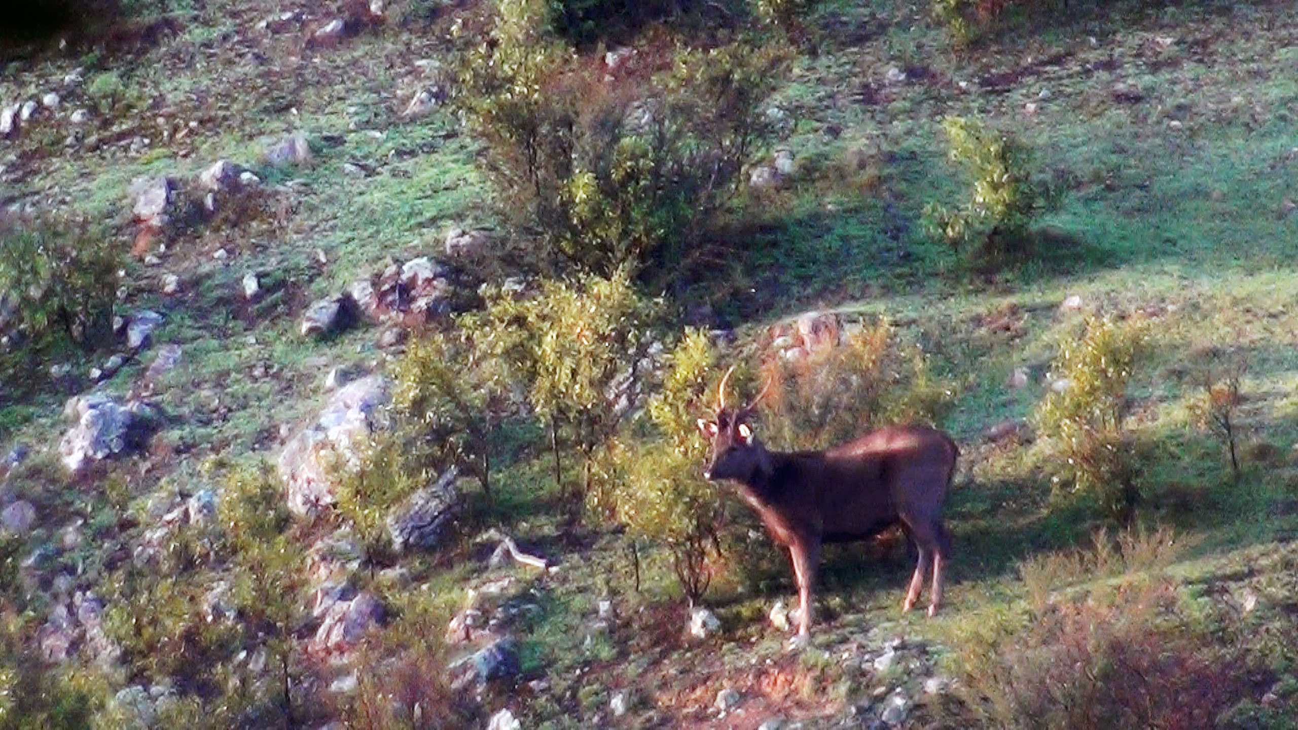 sambar stag statue