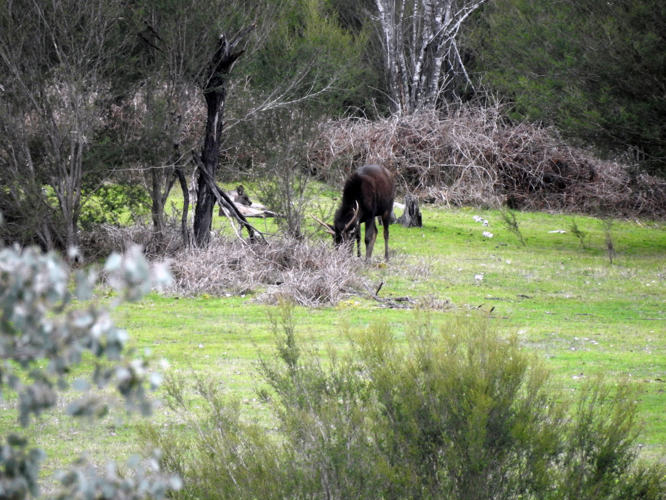 Feeding Sambar Stag