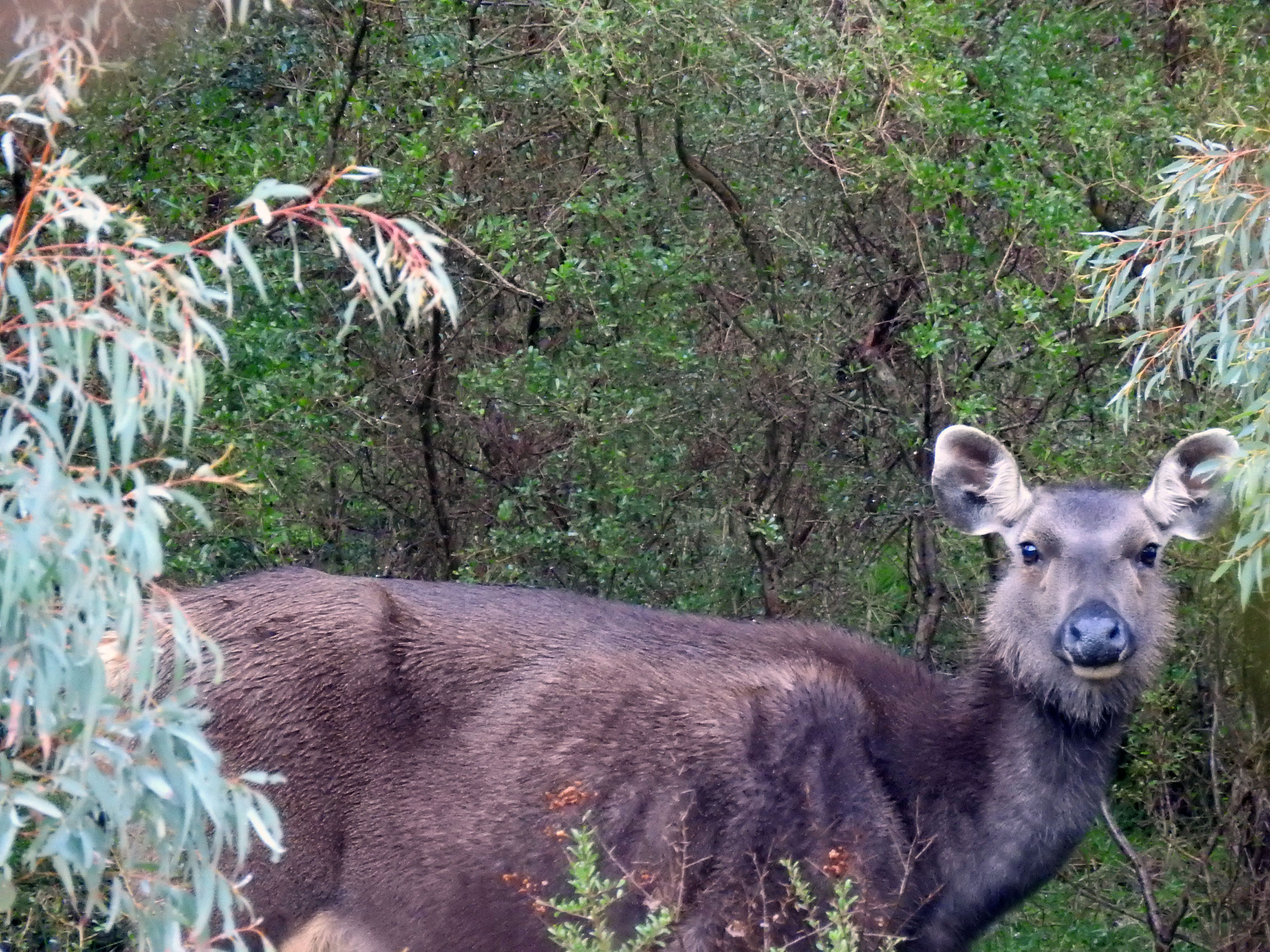 Skinny Sambar hind