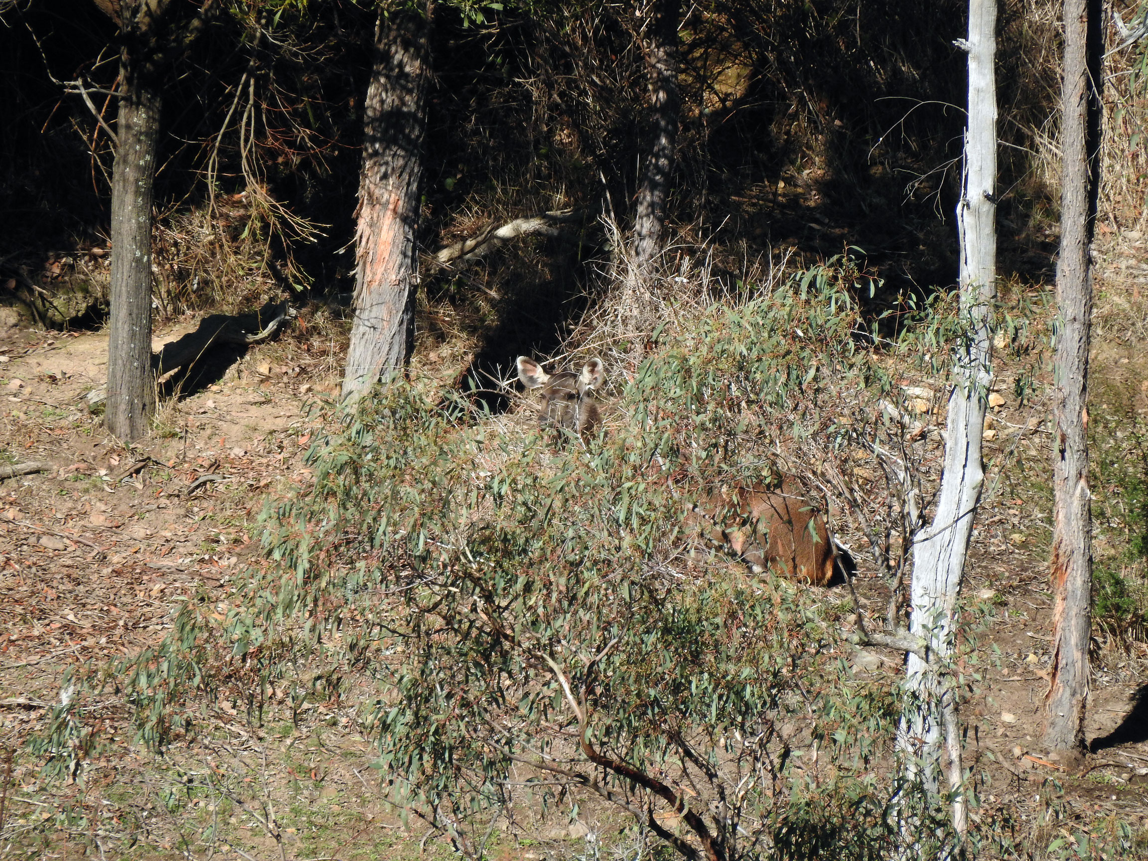 Bedded Sambar Hind