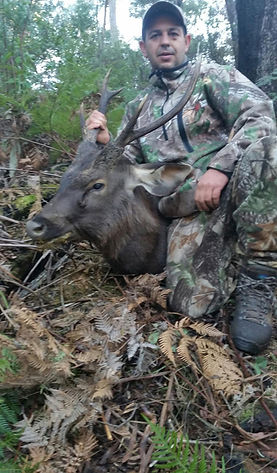 Sambar Stag