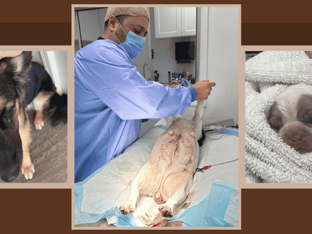 How Neutering Can Improve Your Dog’s Health and Behavior?