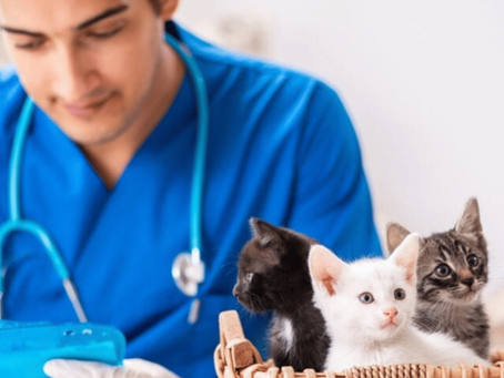 How Regular Grooming Keeps Your Pet Happy and Healthy?