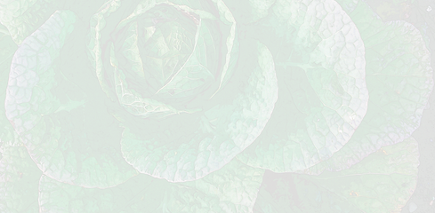 CabbageBG_01.png