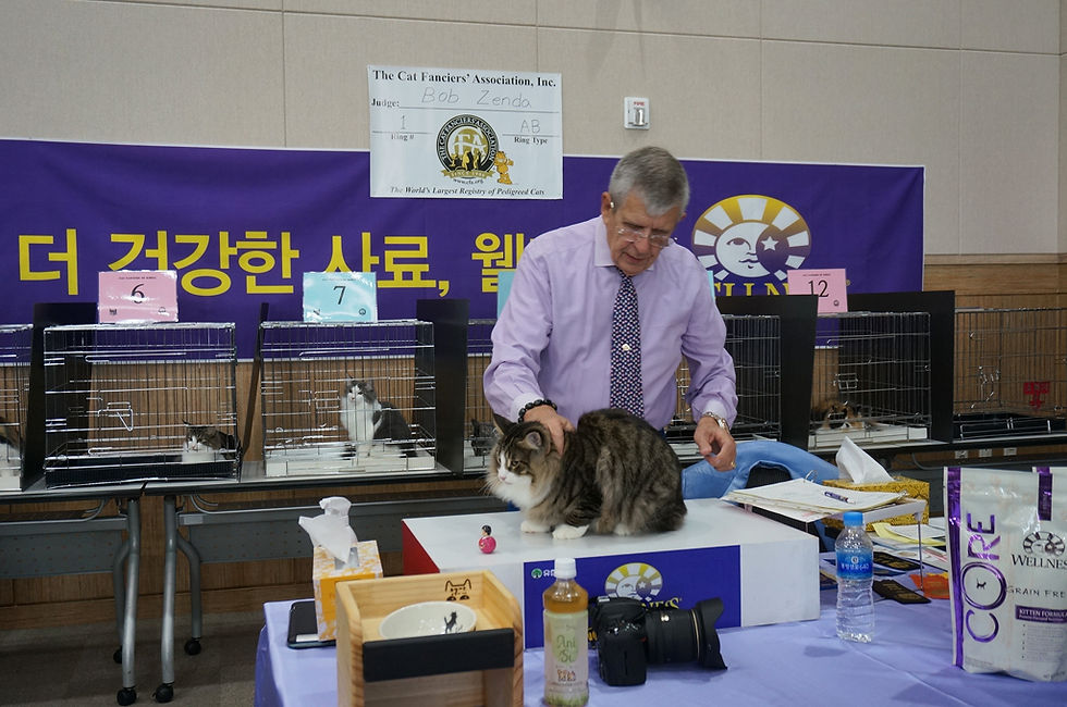 18, Oct. CFA cat show in Korea