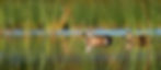 A species on my list to photograph during my time spent in Florida was the Blue-winged Tea