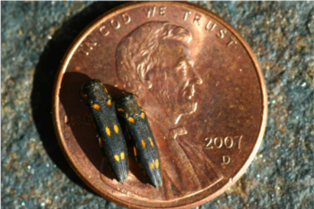 Beetles Are Killing Our Oak Trees. What Can Be Done?