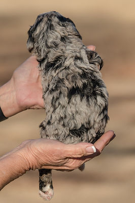 blue merle f1b bernedoodlee