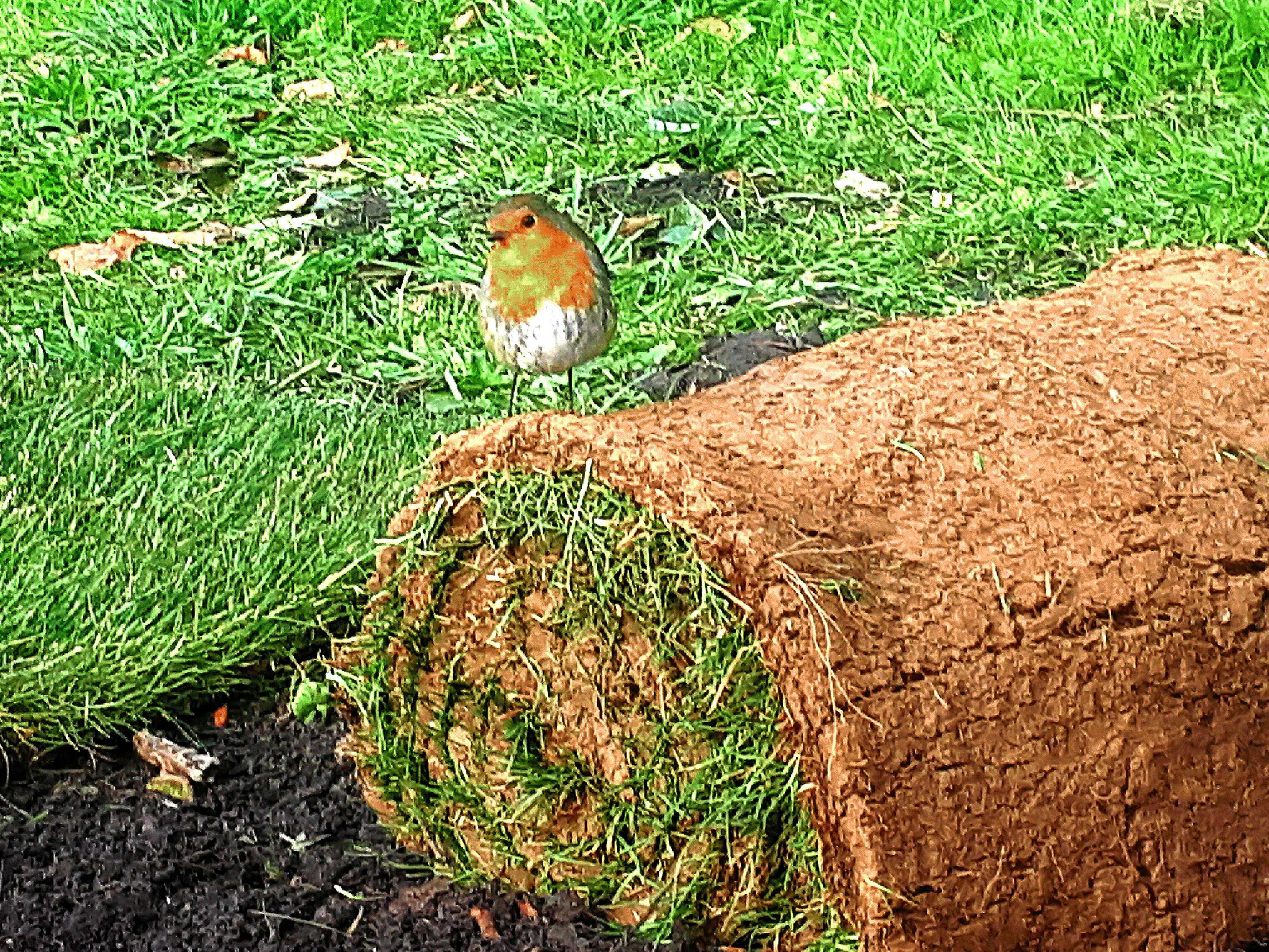 ROBIN.gif