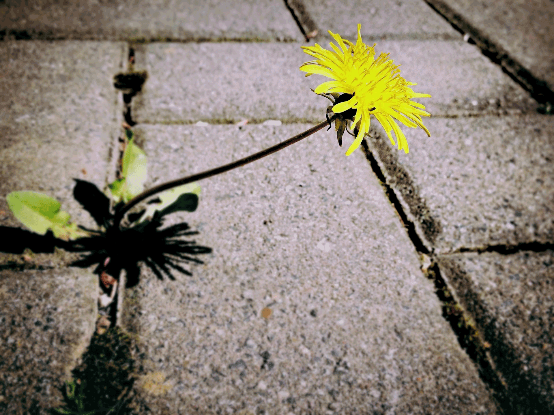 dandelion.gif