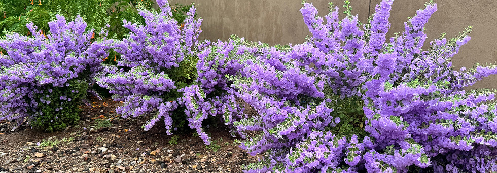 IMG_9476.jpeg