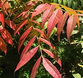 Screen Shot 2020-04-18 at 11.17.18 AM.pn