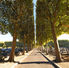ARBRES : Depuis 2018…