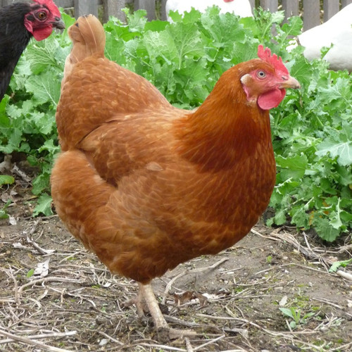 New Hampshire Red Agrarian Indy Online