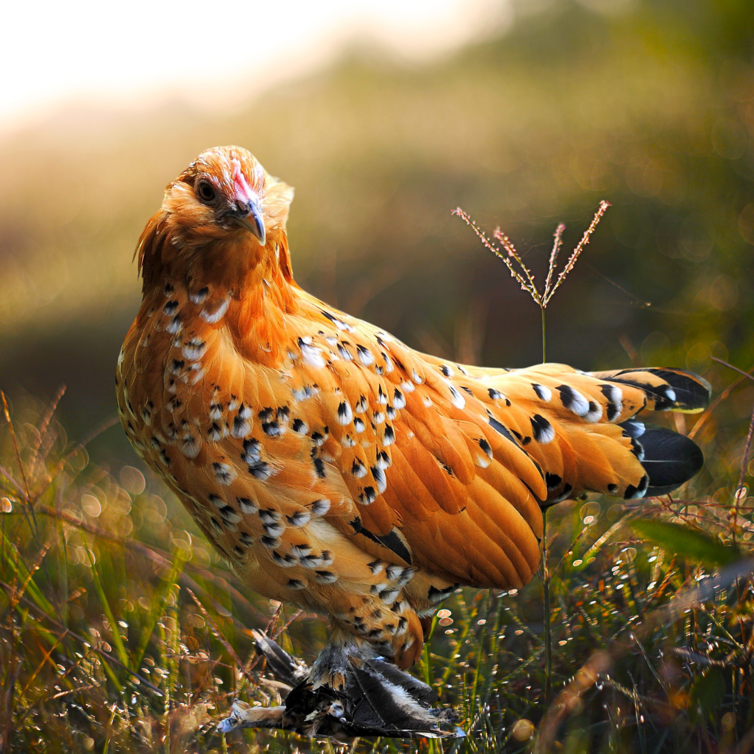 Mille Fleur D'Uccle Bantam