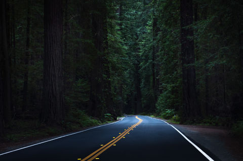 CaliforniaRedwoods.jpeg