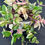 Thumbnail: Tradescantia ‘Quadricolor’