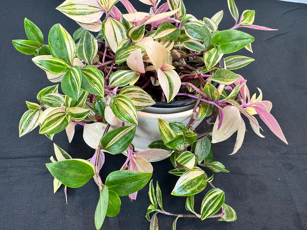 Tradescantia ‘Quadricolor’