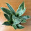 Thumbnail: Dracaena trifasciata - Grower's choice