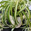 Thumbnail: Spider Plant - Curly Bonnie