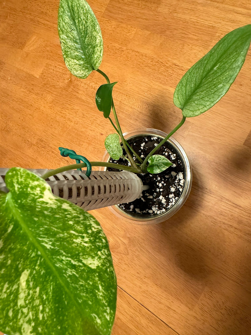 Monstera Deliciosa Mint Variegated