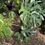 Thumbnail: Monstera deliciosa 'Thai Constellation'