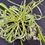 Thumbnail: Spider Plant - Curly Bonnie