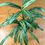 Thumbnail: Aglaonema Cutlass