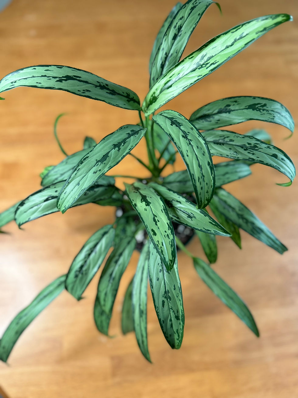 Aglaonema Cutlass