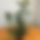 Thumbnail: Ficus elastica ‘Melany’