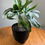 Thumbnail: Aglaonema SilverBay