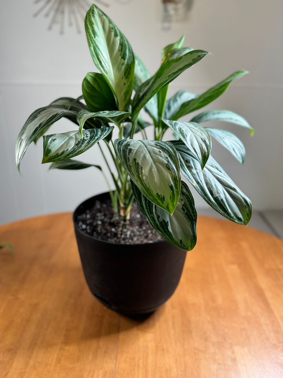 Aglaonema SilverBay