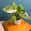 Thumbnail: Philodendron White Princess