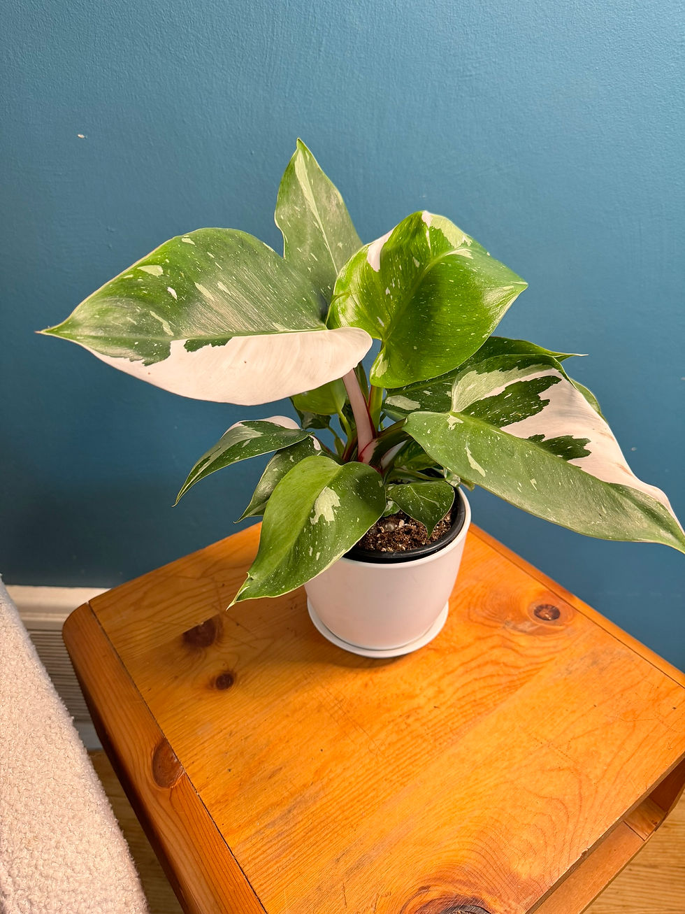 Philodendron White Princess