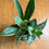 Thumbnail: Dracaena trifasciata - Grower's choice