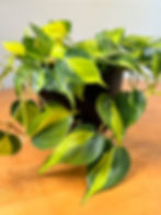 Thumbnail: Philodendron Brasil