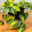 Thumbnail: Philodendron Brasil