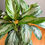 Thumbnail: Aglaonema SilverBay