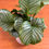 Thumbnail: Calathea Orbifolia